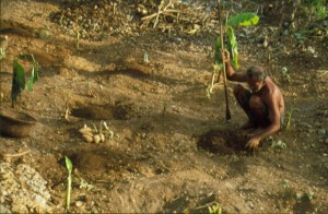 Planting yams - New Guinea