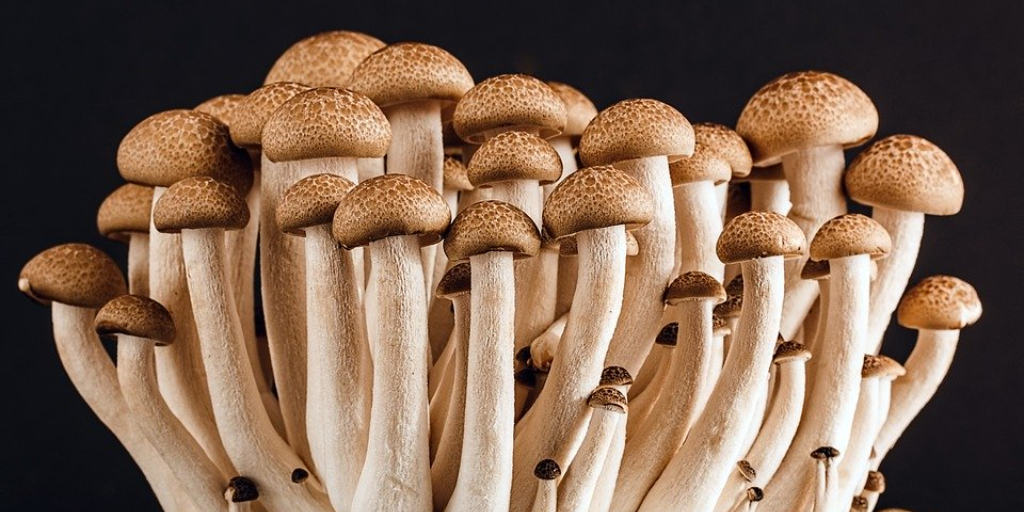 Why Eat Mushrooms? ~ Mary Collis Nutrition ~ Food facts